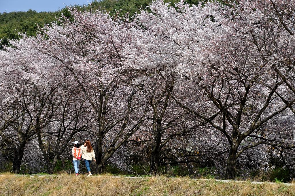 시골정취를 느끼면서 순성에서 벚꽃을 만나보세요! 이미지