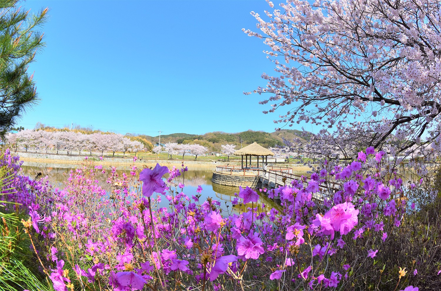 벚꽃이 만개한 당진 면천 골정지의 화려한 봄 이미지