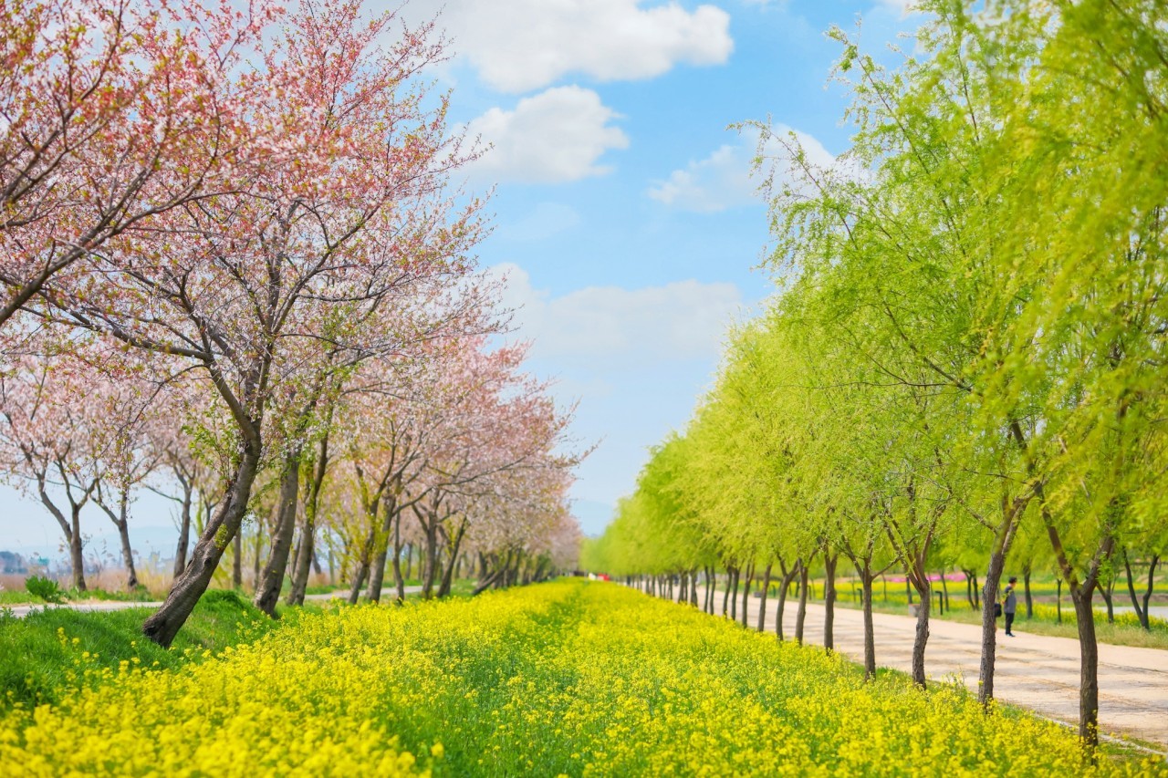당진의 아름다운 봄 연못, 언택트 산책길 합덕제 이미지