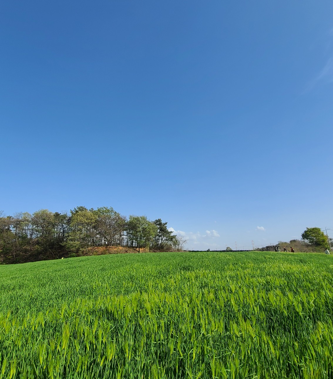 자연과 바람이 숨 쉬는 당진 청보리밭의 봄 풍경 이미지