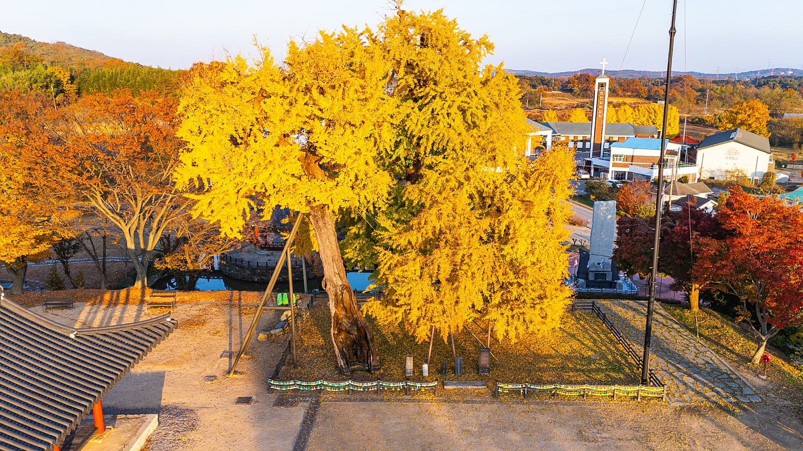 1,100년의 세월을 견뎌낸 면천읍성 은행나무 이미지