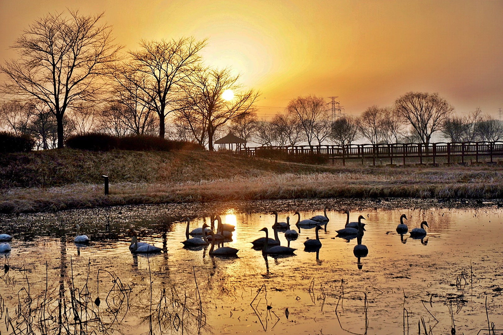 당진 합덕제의 겨울 손님 큰고니와 기러기, 합덕수변공원의 겨울 석양 이미지
