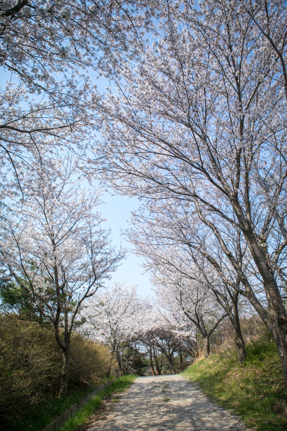 당진의 숨은 명소! 구절산 벚꽃길에 가다~ 이미지