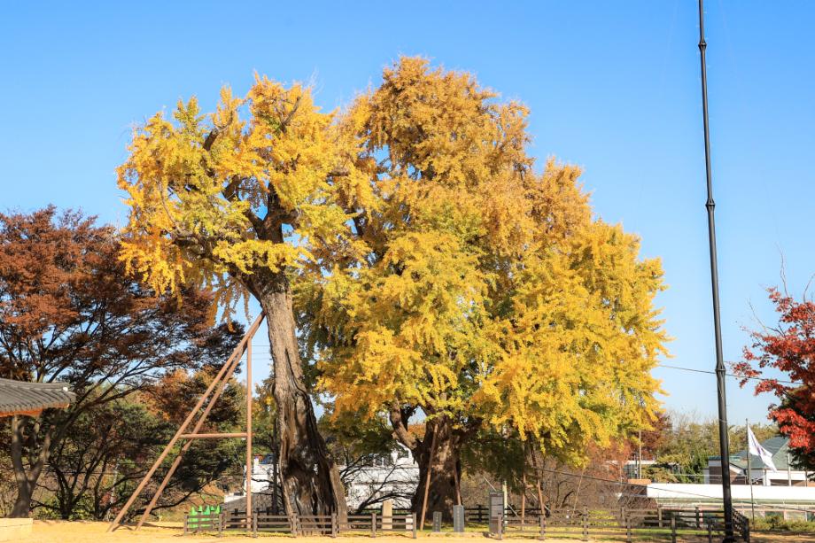 당진 면천 은행나무 (唐津 沔川 은행나무)