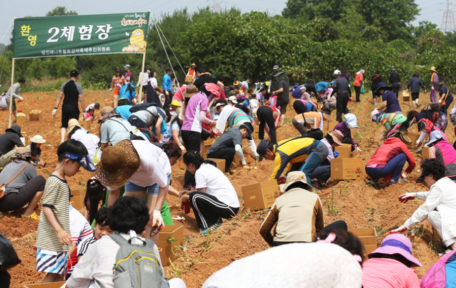 해나루 황토감자축제