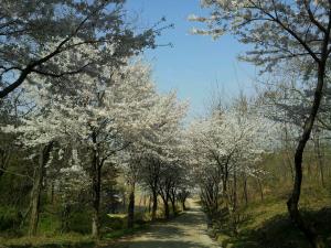 구절산 벚꽃사진^^