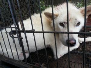 유기동물 보호조치 공고(진도견)