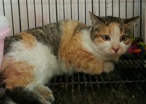 유기동물 보호조치 공고(고양이)