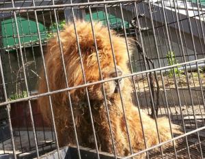 유기동물 보호조치 공고(차우차우)