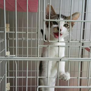 유기동물 보호조치 공고(고양이 단모종) -분양완료