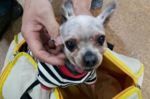 유기동물 보호조치 공고(요크셔테리어)