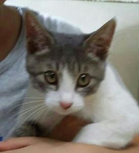 유기동물 보호조치 공고(고양이)