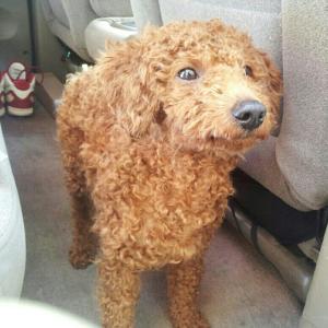 유기동물 보호조치 공고(푸들)