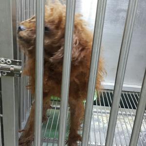 유기동물 보호조치 공고(푸들)