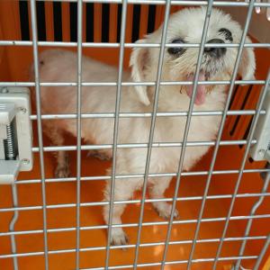 유기동물 보호조치 공고(말티즈)