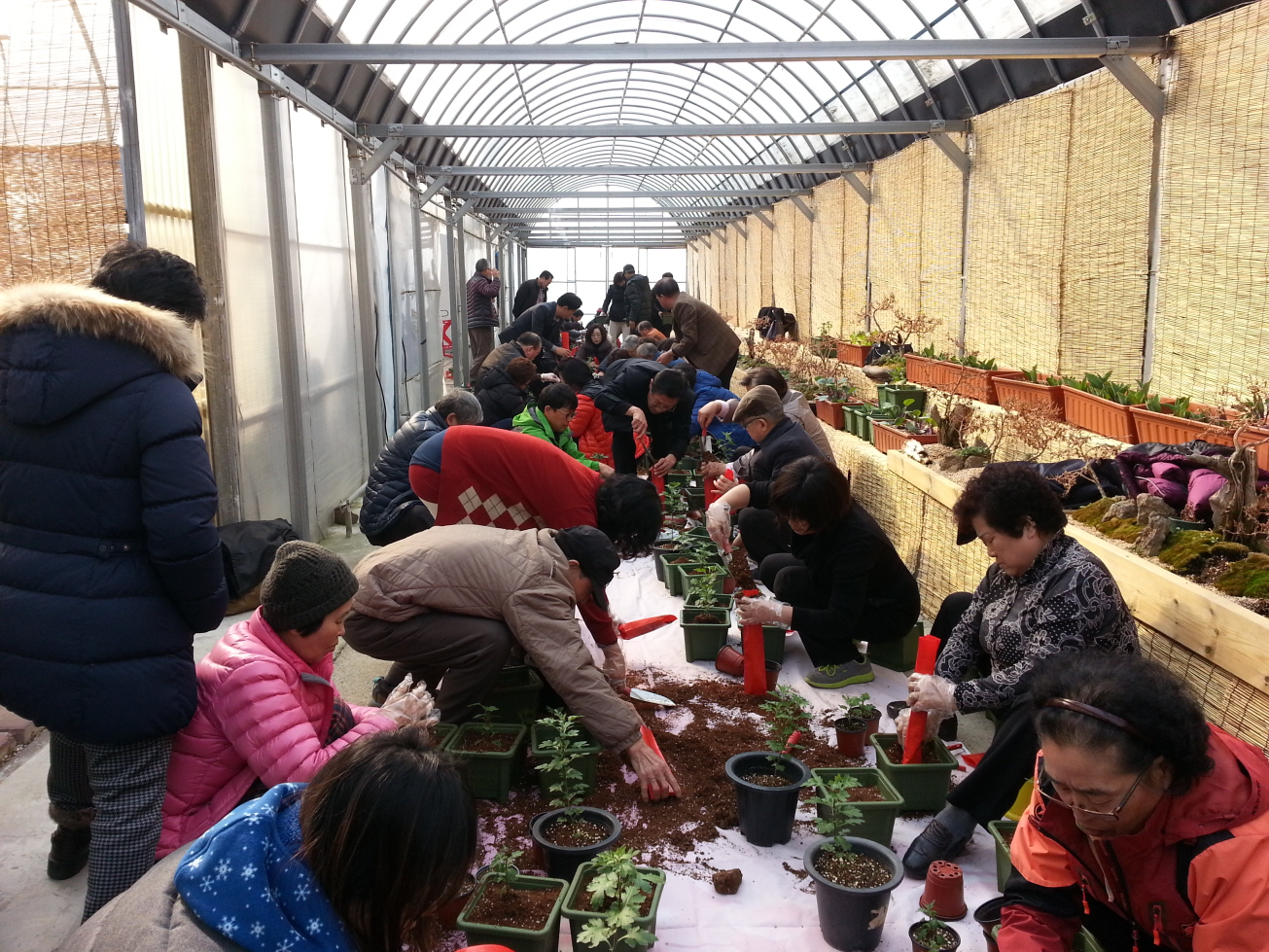국화전시회 준비 이상무