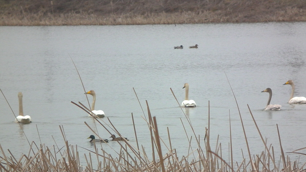 당진시 생물다양성 사업효과 톡톡