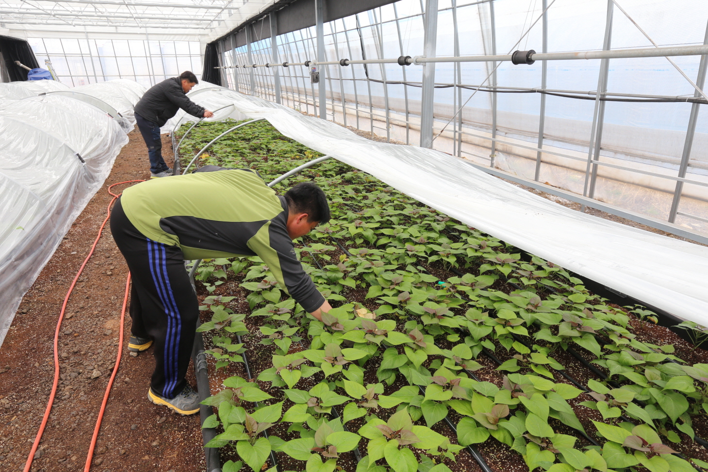 당진시, 고구마 무병묘 5만 본 공급