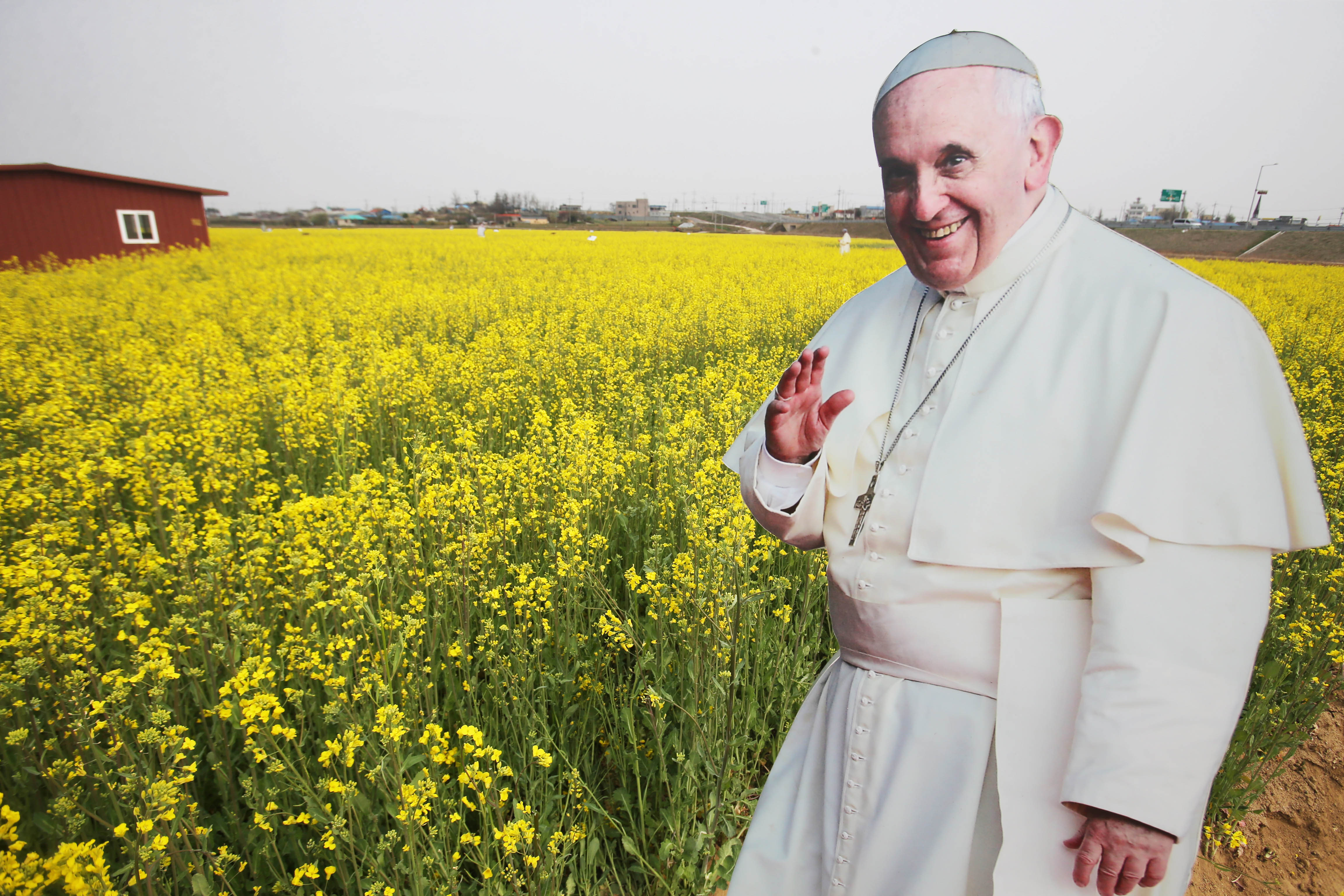 교황 다년간 솔뫼성지, 노란 유채꽃으로 물들다