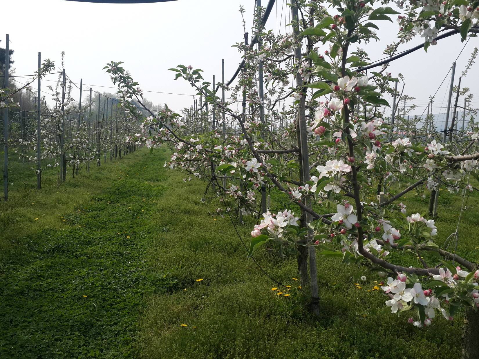 당진시, 사과 적과제 안전 사용 당부