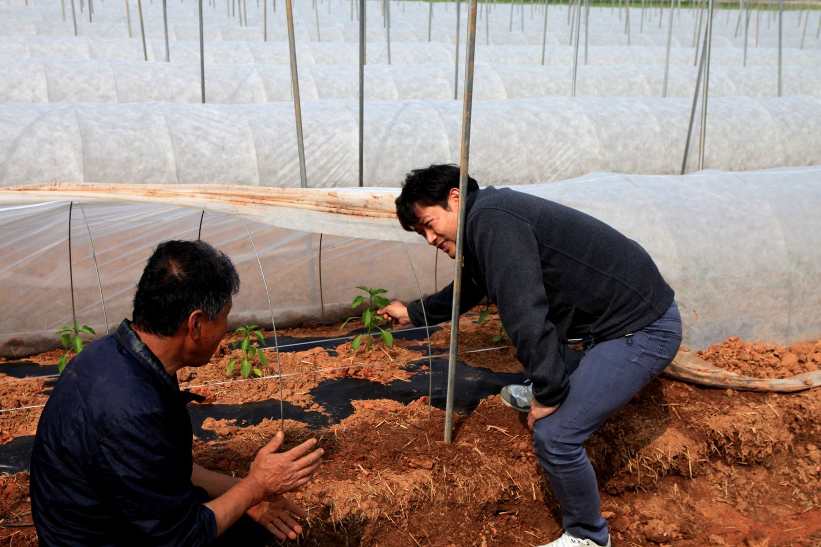 당진시, 고추 부직포 재배기술 보급 효과만점