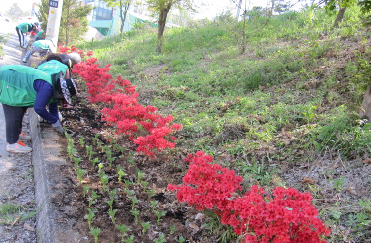 길가에 수줍게 핀 꽃 보며 힐링하세요