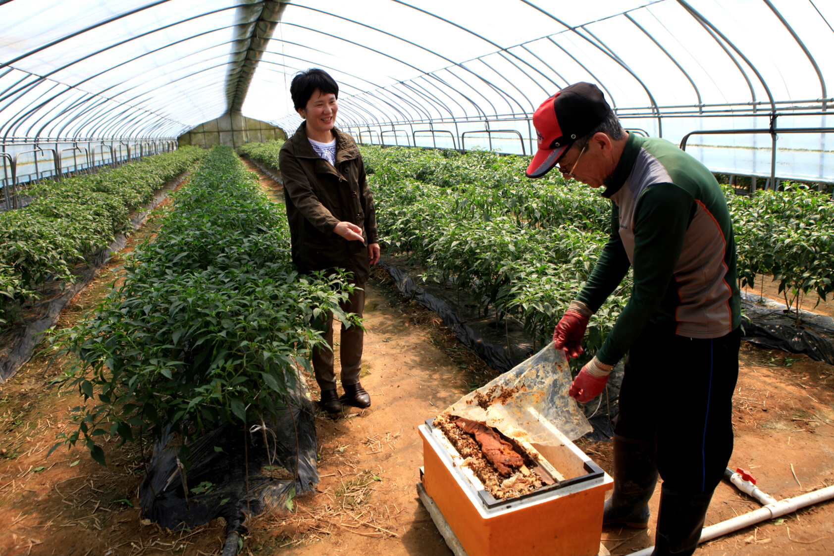 당진시, 꽈리고추 명품화 기술보급 앞장