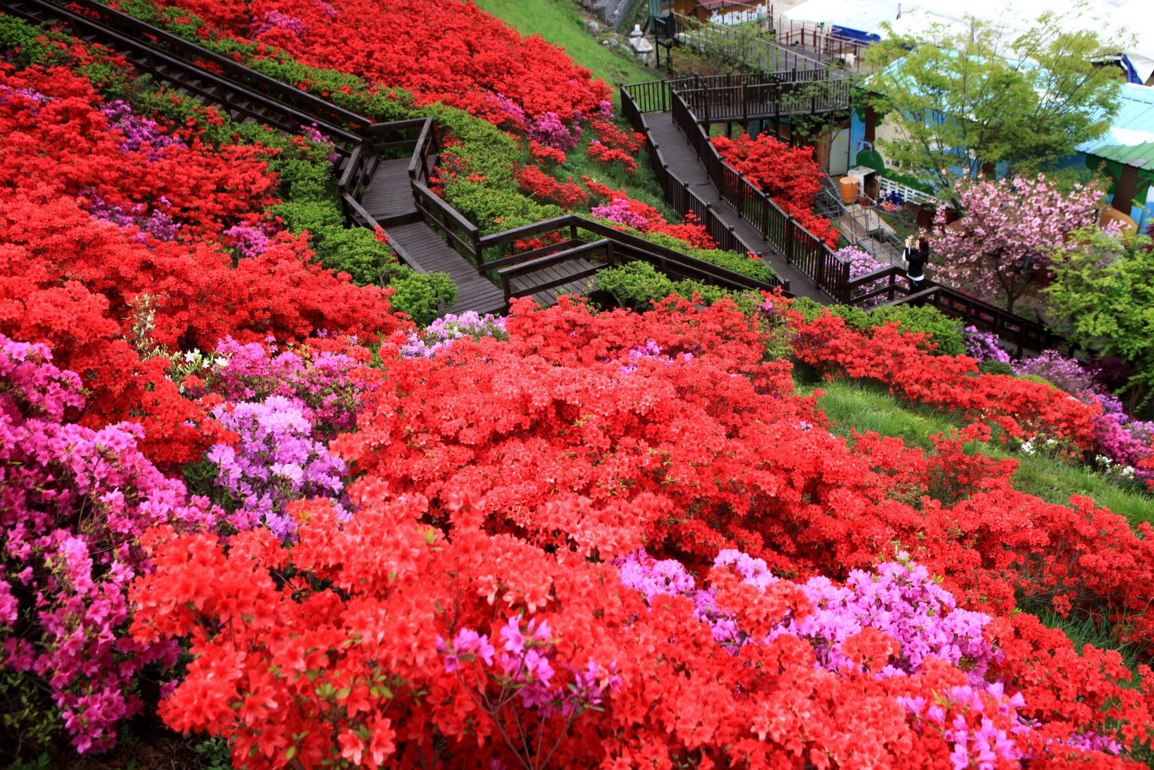 연산홍 꽃동산 함께 걸어요