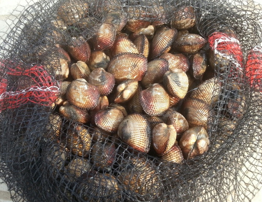 당진시, 고수익 품종 피조개 시험양식 확대