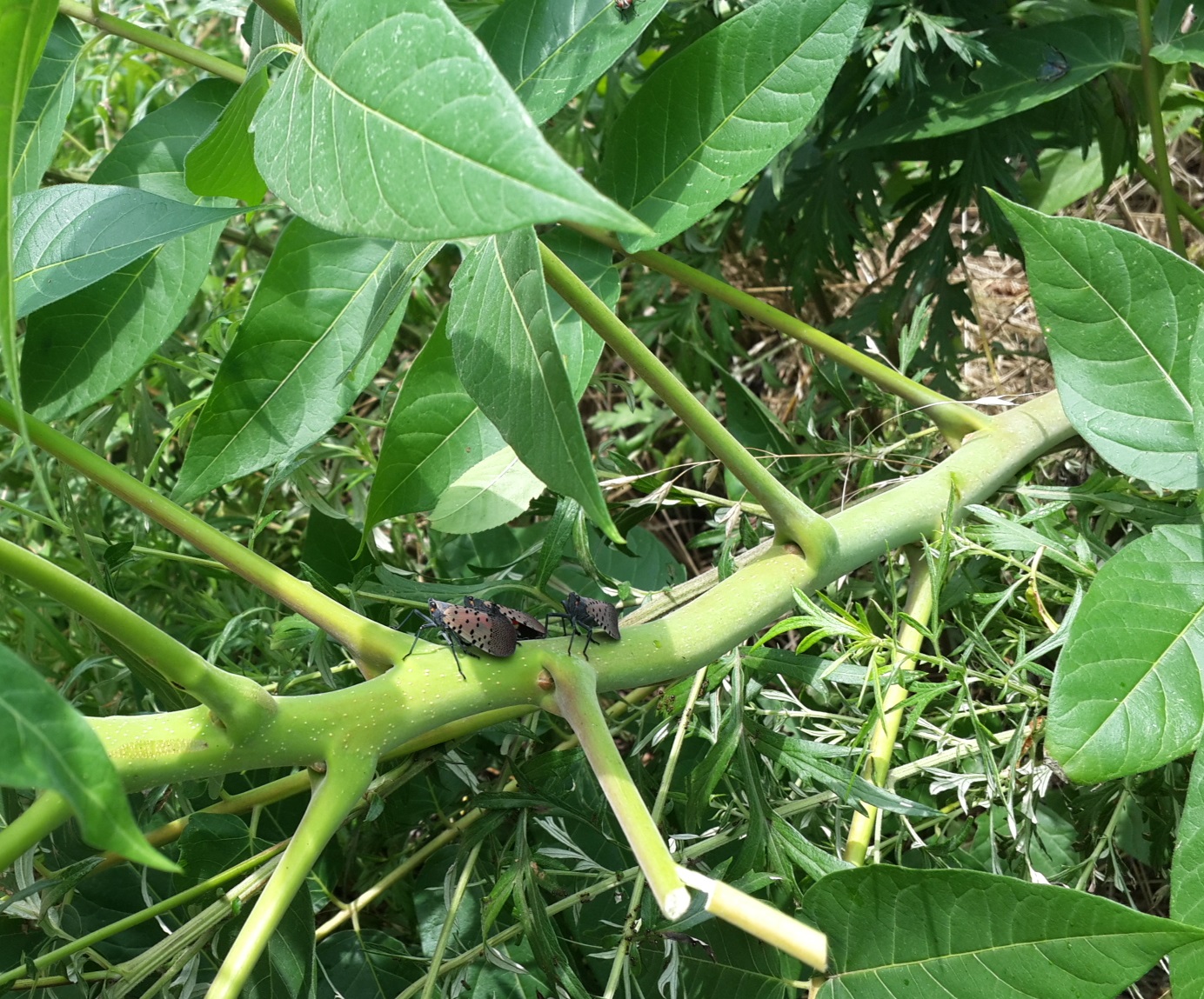 당진시, 돌발해충 적기 공동 방제 당부