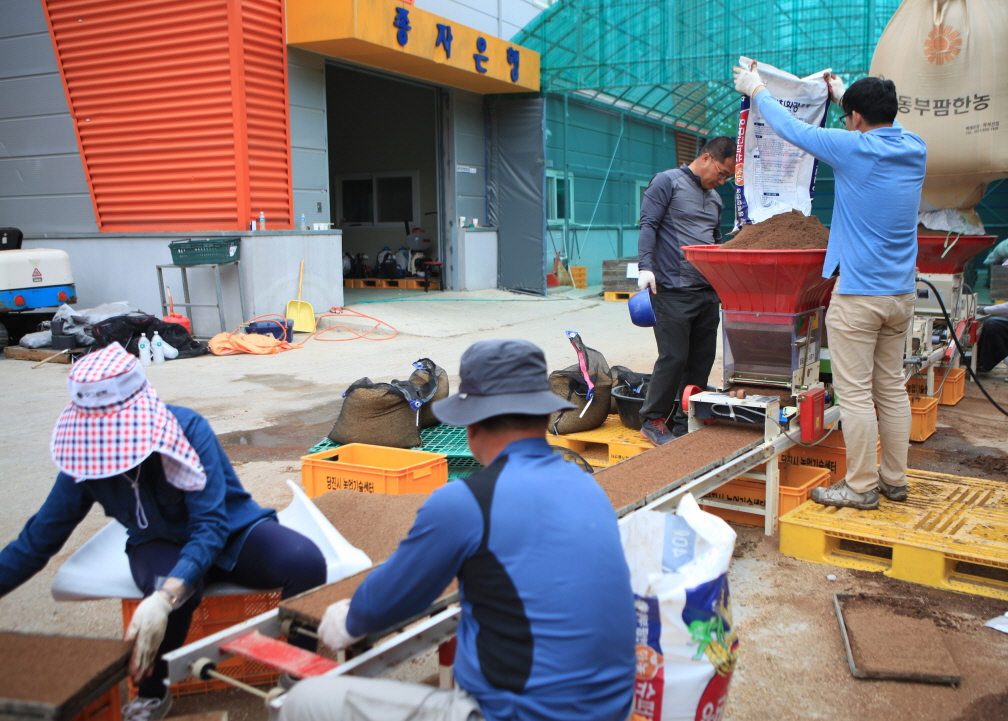 당진시, 벼종자 채종포 운영 시동