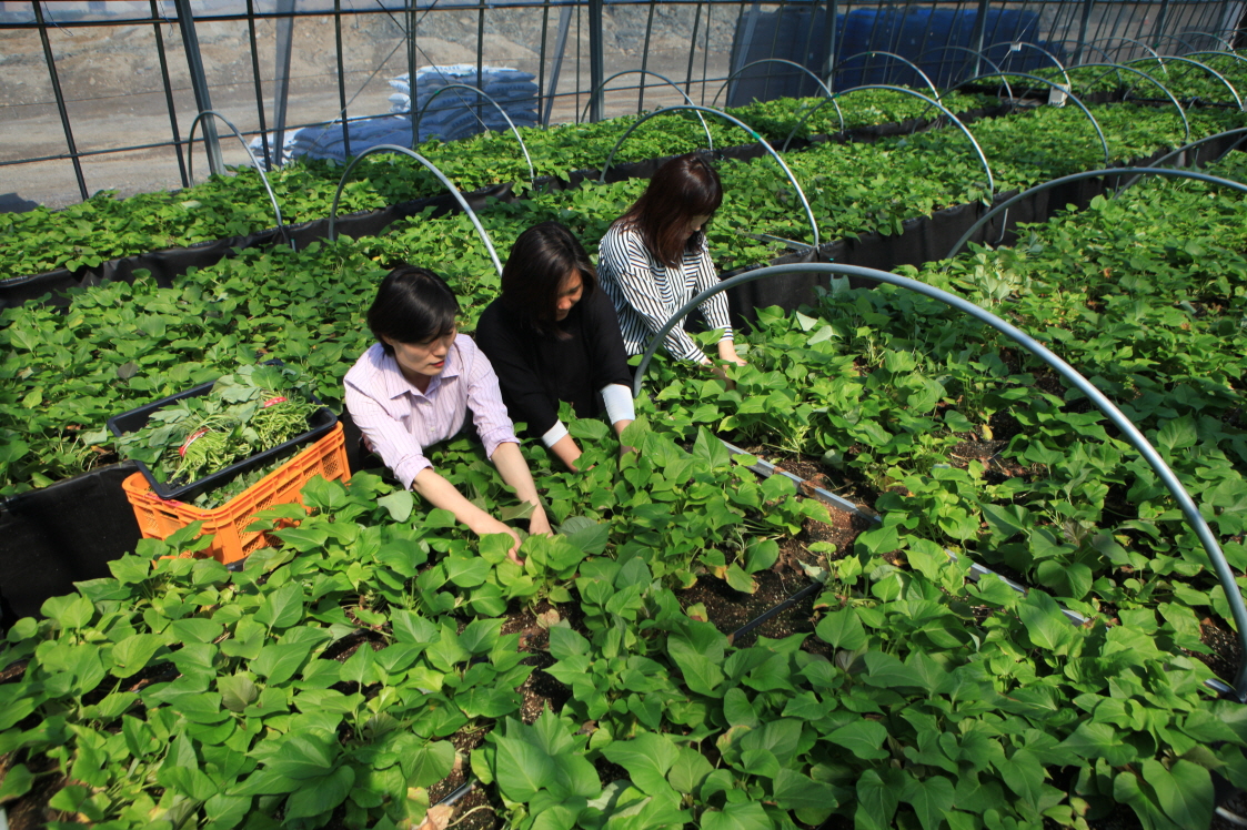 당진시, 고구마 우량 종순 5만 본 공급
