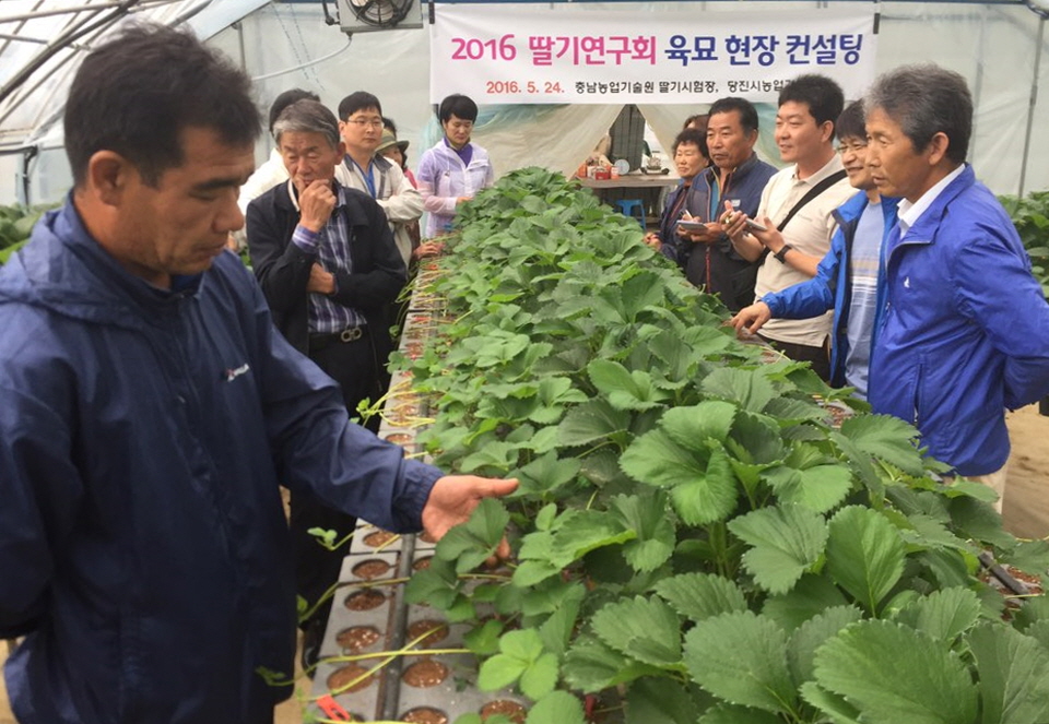 당진시, 딸기 농가 애로사항 해결 앞장