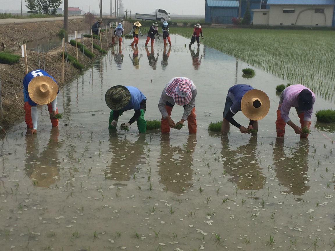당진시농기센터, 손모내기로 벼 품종 비교 전시포 설치 마련
