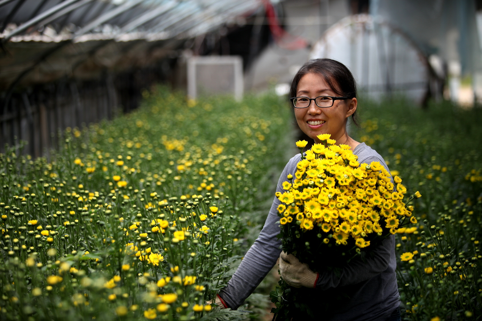 당진은 지금 국화향기 가득