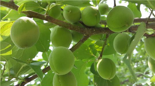 새콤달콤한 왕매실 맛보러 당진으로 오세요