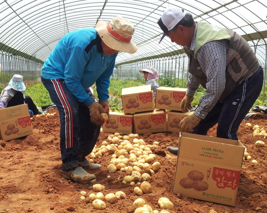 당진 해나루 황토감자축제 참가자 모집