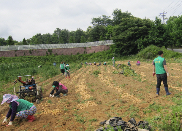 새마을지도자 당진2동협의회, 감자수확