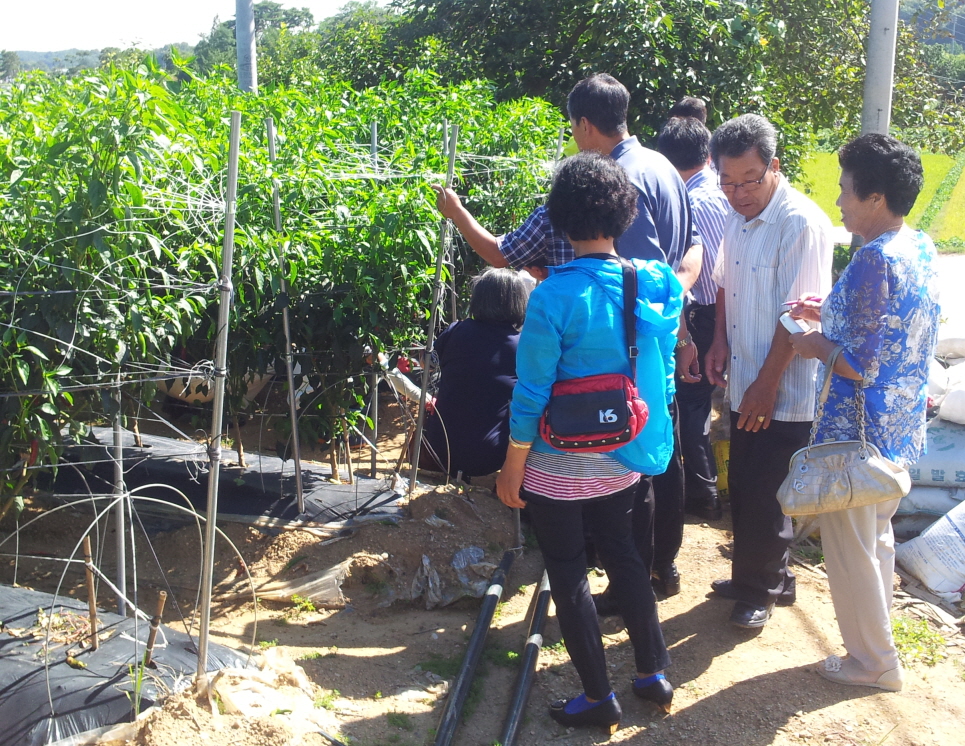 당진시, 고추 병해충 예방 구슬땀