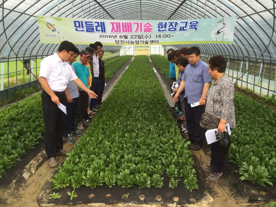 흰 민들레 재배기술 현장에서 알려 드립니다