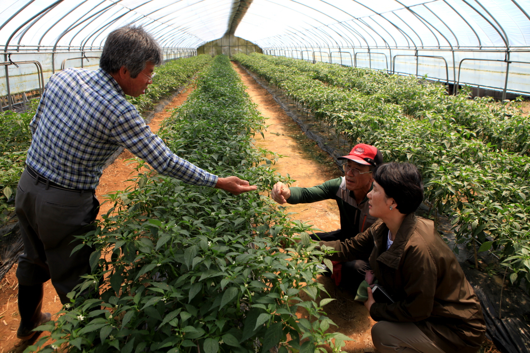 수정벌이용 꽈리고추 생산 농가소득에 도움