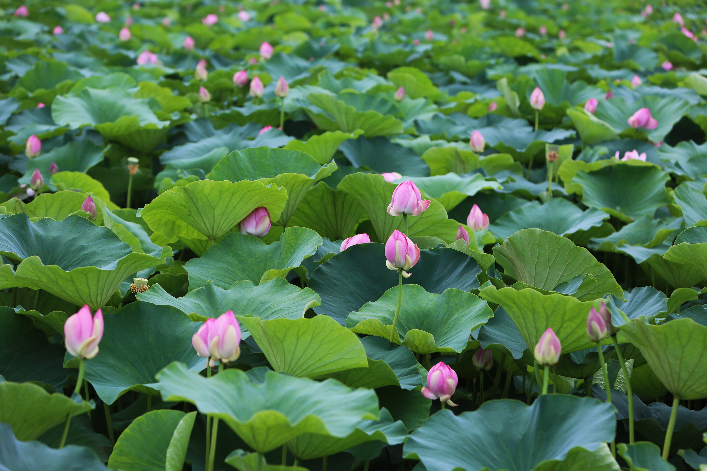 당진 합덕제 연꽃 향연에 물들다