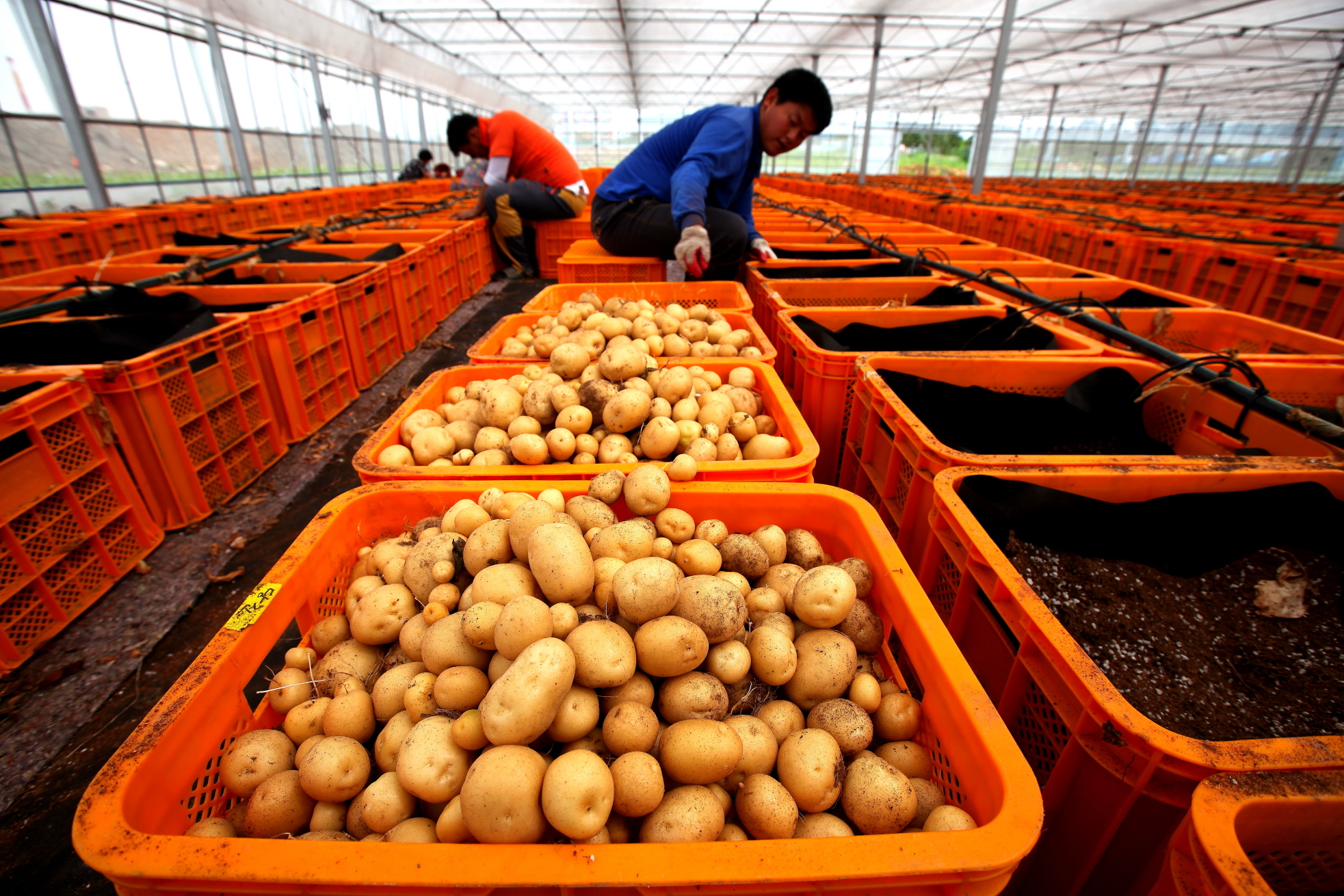 당진시, 올해부터 씨감자 원종 본격 생산
