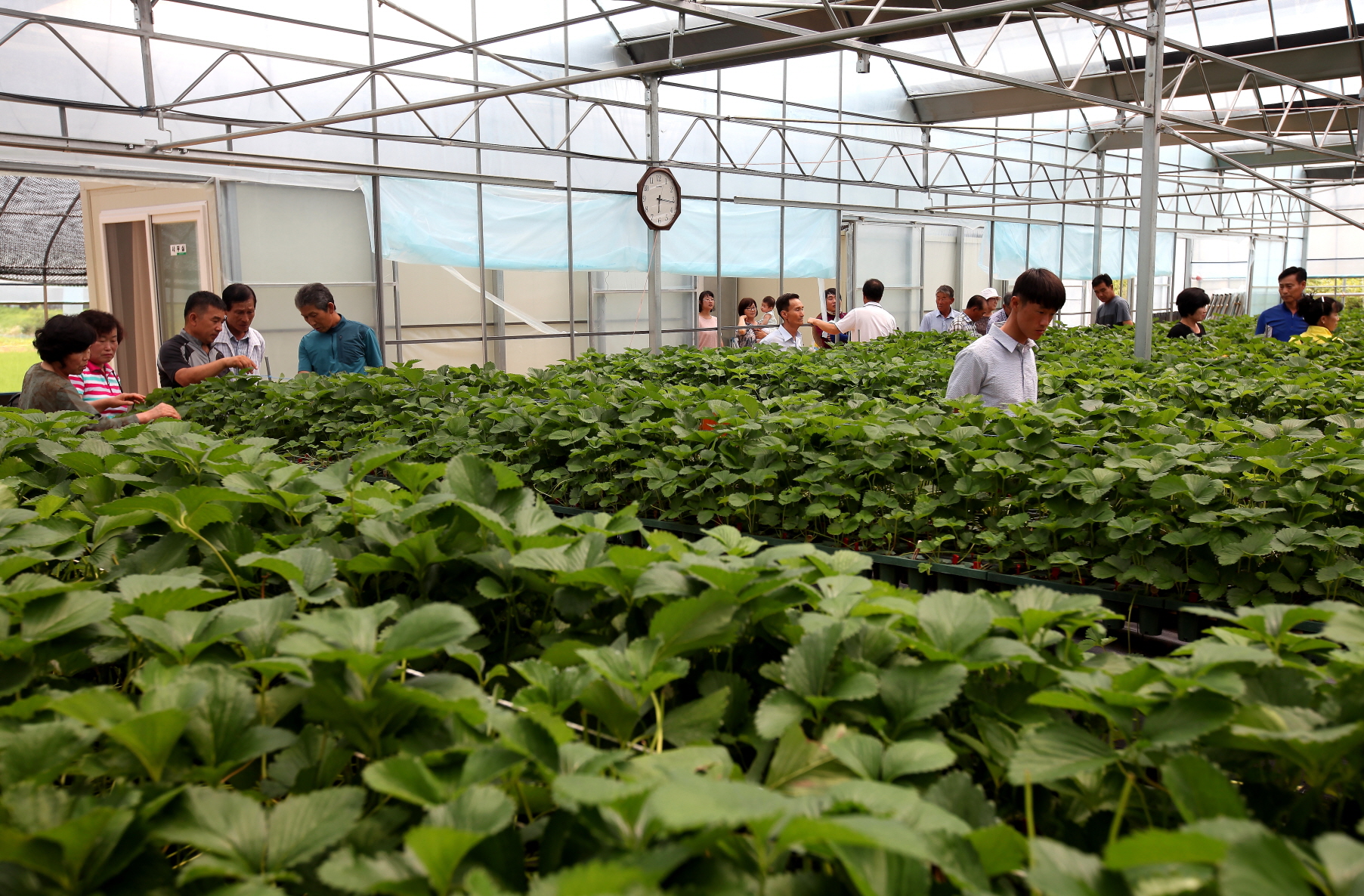 당진시, 촉성딸기 우량육묘 생산기반 조성