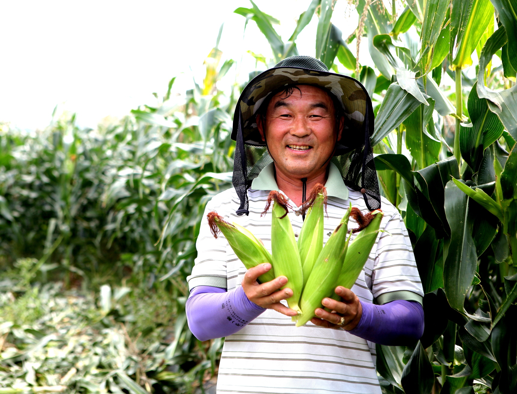 당진서 찰옥수수 2기작 재배 도전