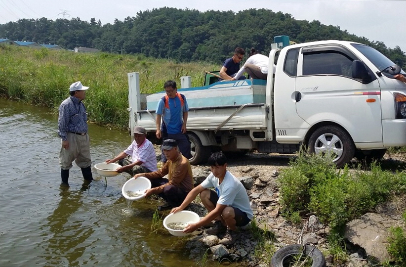 당진시, 관내 내수면 4곳에 붕어 18만 미 방류