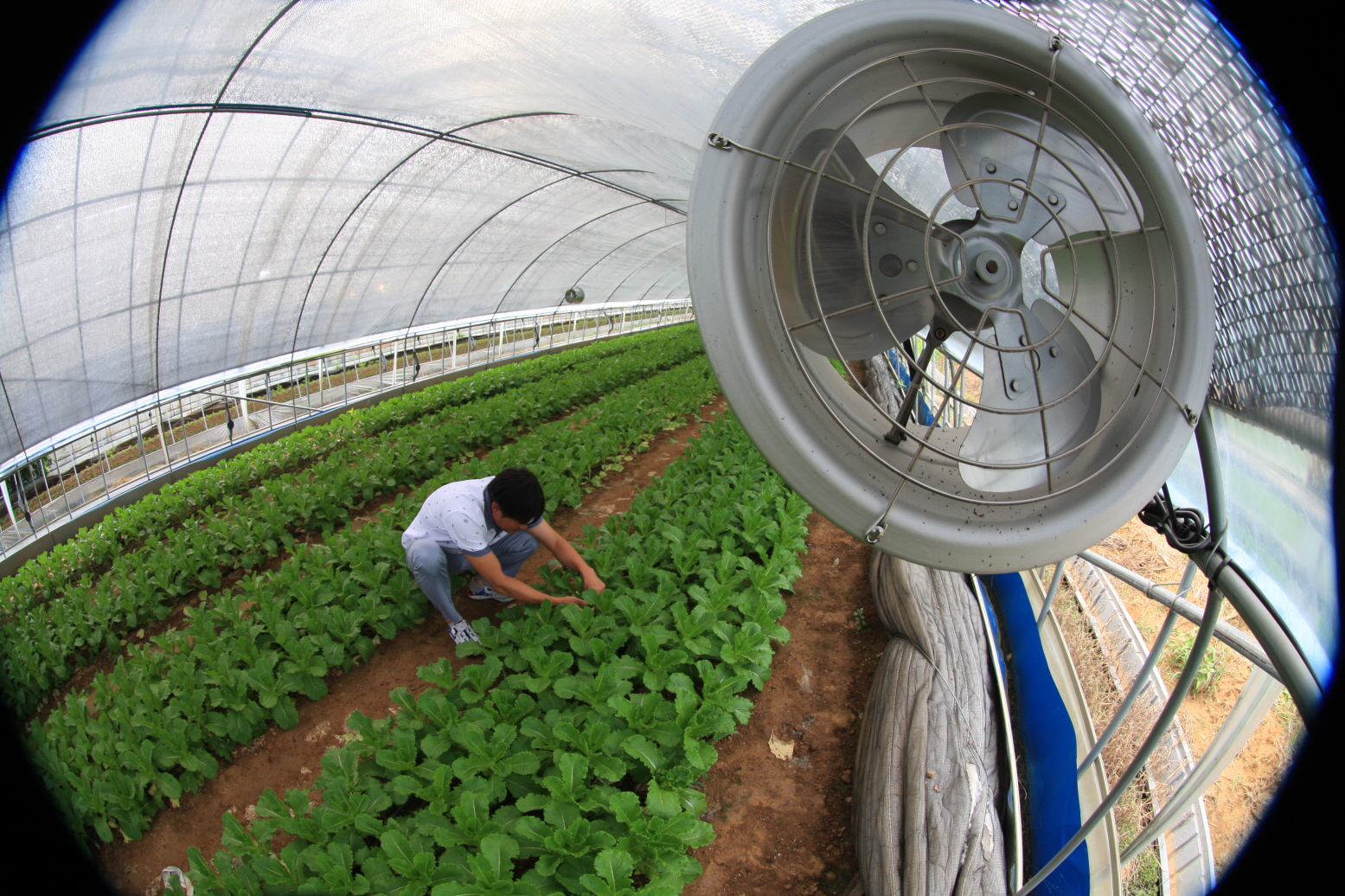 시설하우스 유동팬 폭염에 효과 만점
