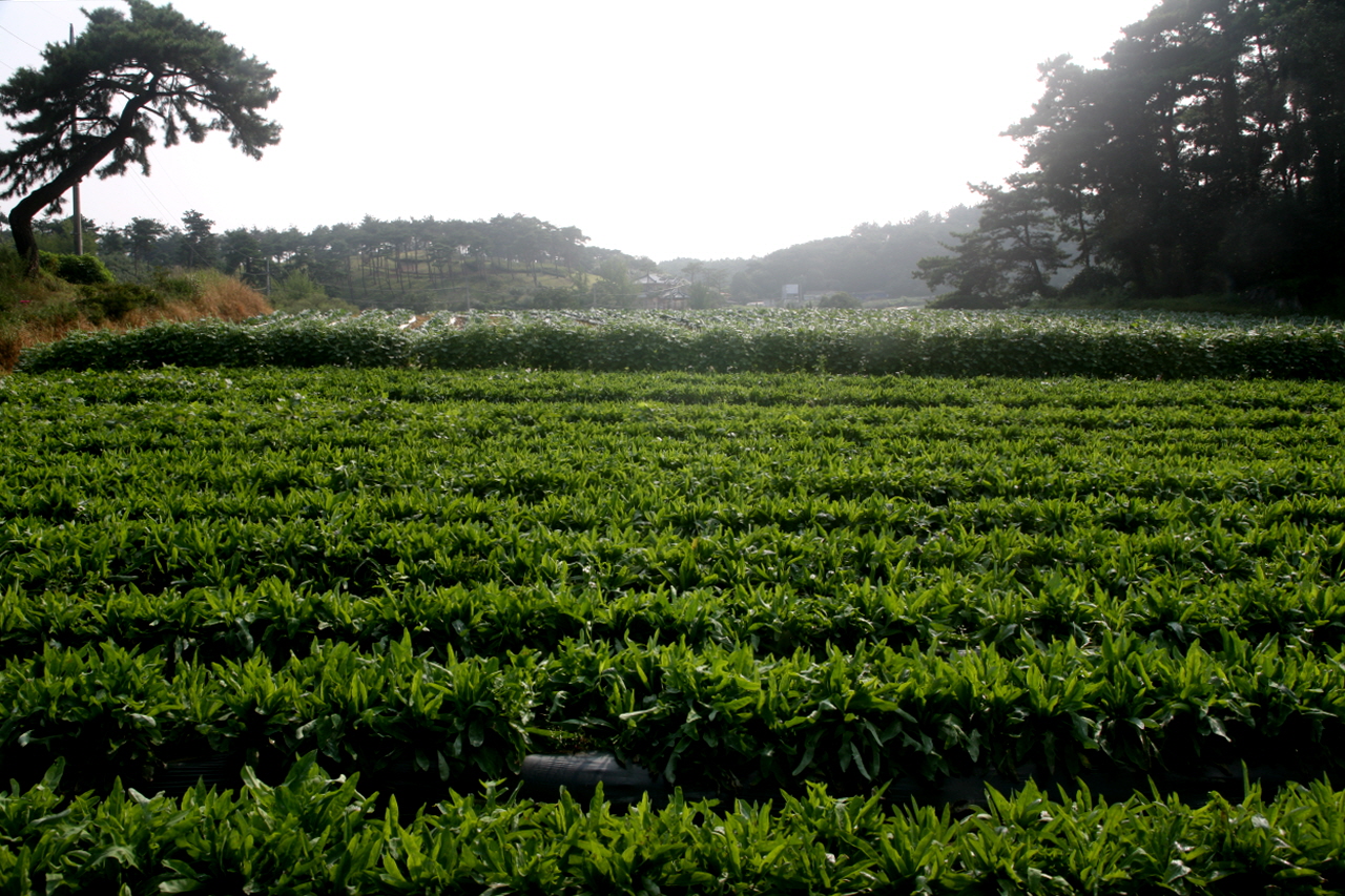 농진청 씀바귀 효능 발표에 당진 씀바귀 관심 UP