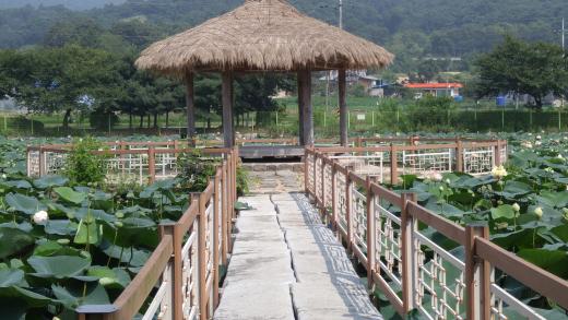 연암 박지원의 애민정신 연꽃으로 피어나다