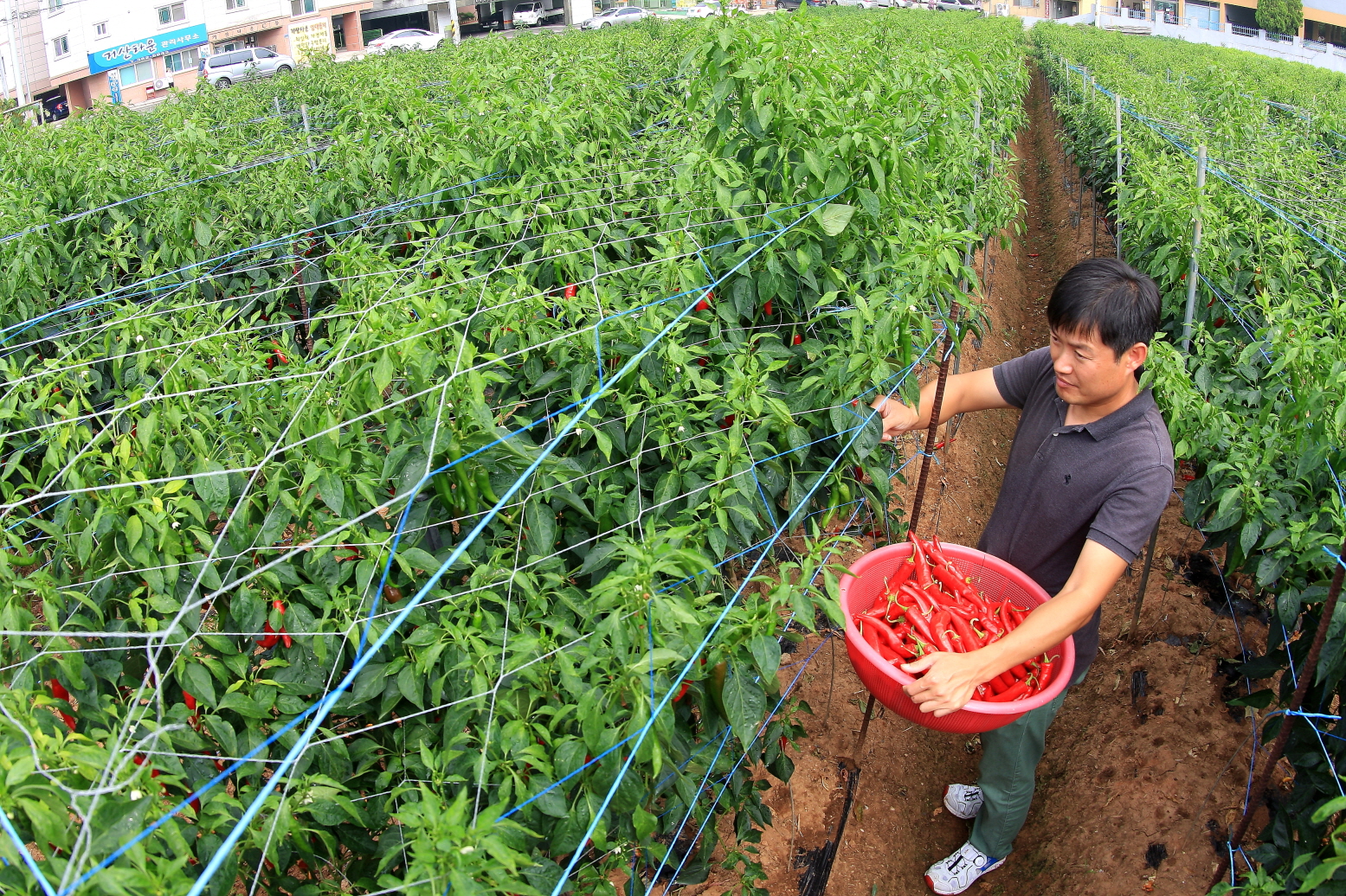 노지고추 유인망 재배, 노동력 줄이고 생산량 늘리고